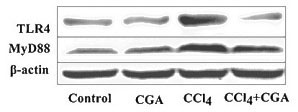 Protein expression levels of TLR4 in the liver of CGA (chlorogenic acid)- and CCl4-treated rats were measured by Western blot using TLR4 antibody Catalog No:116074. Shi H, et al. Toxicology. 303:107-14 (2013).