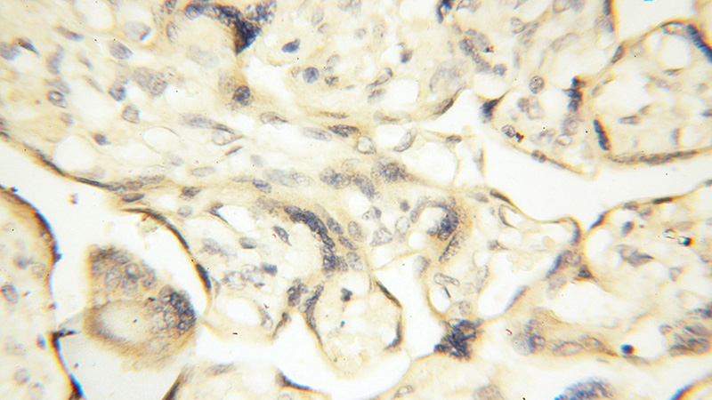 Immunohistochemical of paraffin-embedded human placenta using Catalog No:114019(PM20D2 antibody) at dilution of 1:50 (under 40x lens)