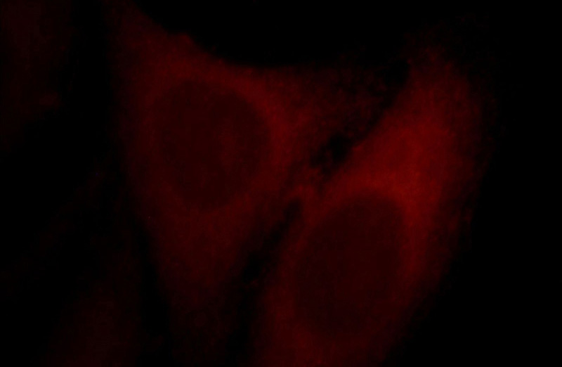 Immunofluorescent analysis of HepG2 cells, using SYNPO2L antibody Catalog No:115787 at 1:25 dilution and Rhodamine-labeled goat anti-rabbit IgG (red).