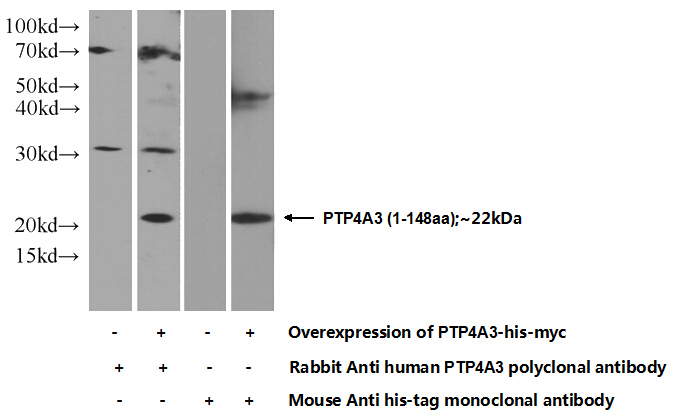Transfected HEK-293 cells were subjected to SDS PAGE followed by western blot with Catalog No:114312(PRL3 Antibody) at dilution of 1:500