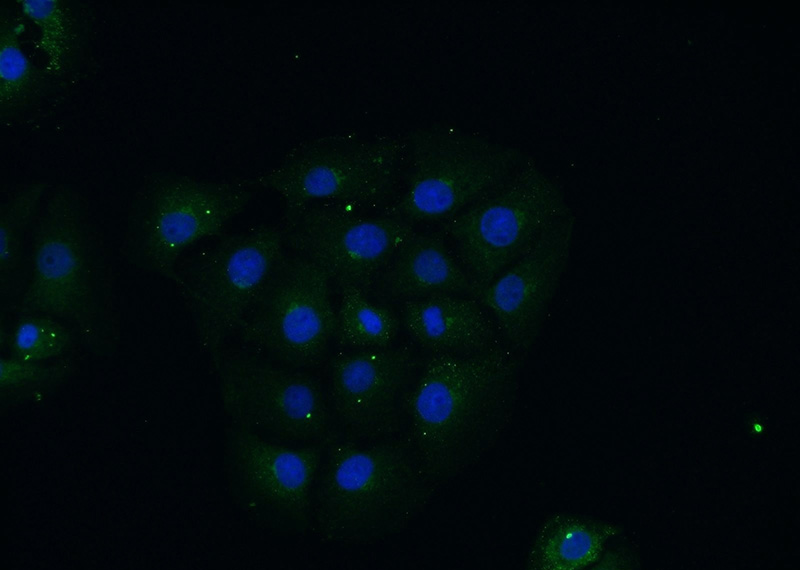 Immunofluorescent analysis of SH-SY5Y cells using Catalog No:110551(FBXO28 Antibody) at dilution of 1:50 and Alexa Fluor 488-congugated AffiniPure Goat Anti-Rabbit IgG(H+L)