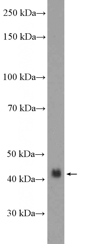 HEK-293 cells were subjected to SDS PAGE followed by western blot with Catalog No:113989(PDPN,D2-40,M2A Antibody) at dilution of 1:1000