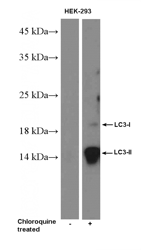 Chloroquine treated HEK-293 cells were subjected to SDS PAGE followed by western blot with Catalog No:112166(MAP1LC3B-Specific Antibody) at dilution of 1:1000