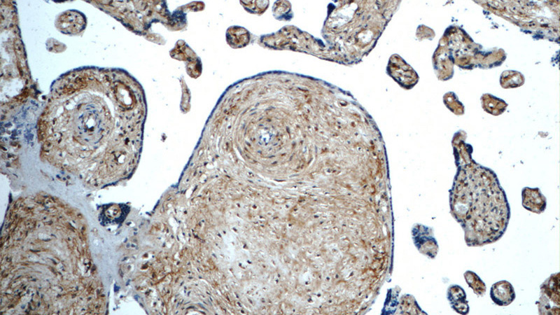 Immunohistochemistry of paraffin-embedded human placenta tissue slide using Catalog No:112202(LETM2 Antibody) at dilution of 1:50 (under 10x lens)
