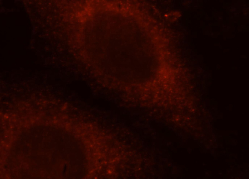 Immunofluorescent analysis of Hela cells, using TRAPPC3 antibody Catalog No:116344 at 1:25 dilution and Rhodamine-labeled goat anti-rabbit IgG (red).
