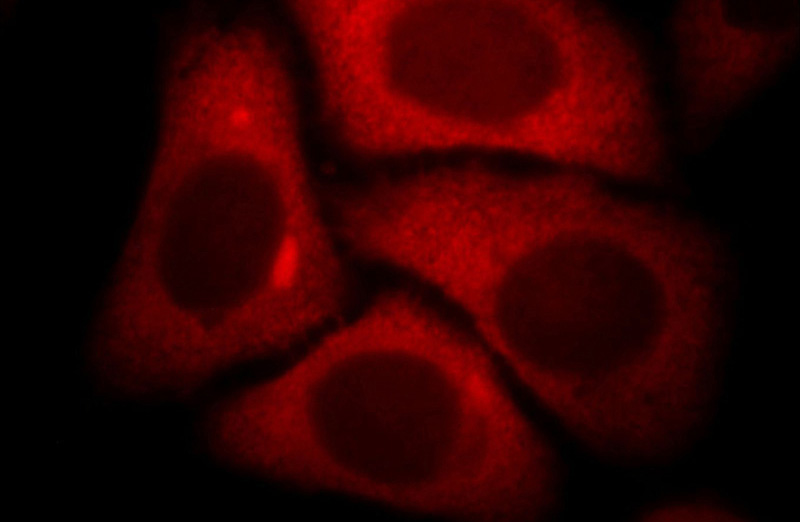 Immunofluorescent analysis of HepG2 cells, using KYNU antibody Catalog No:112260 at 1:25 dilution and Rhodamine-labeled goat anti-rabbit IgG (red).