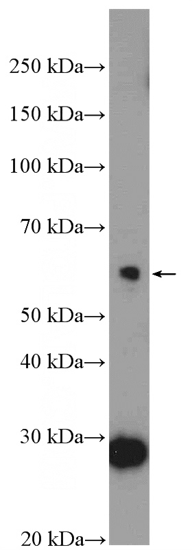 HepG2 cells were subjected to SDS PAGE followed by western blot with Catalog No:108537(BTBD6 Antibody) at dilution of 1:300