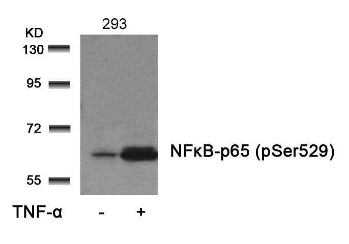 Western blot analysis of extracts from 293 cells untreated or treated with TNF-u03b1 using NFu03baB-p65 (Phospho-Ser529) Antibody .