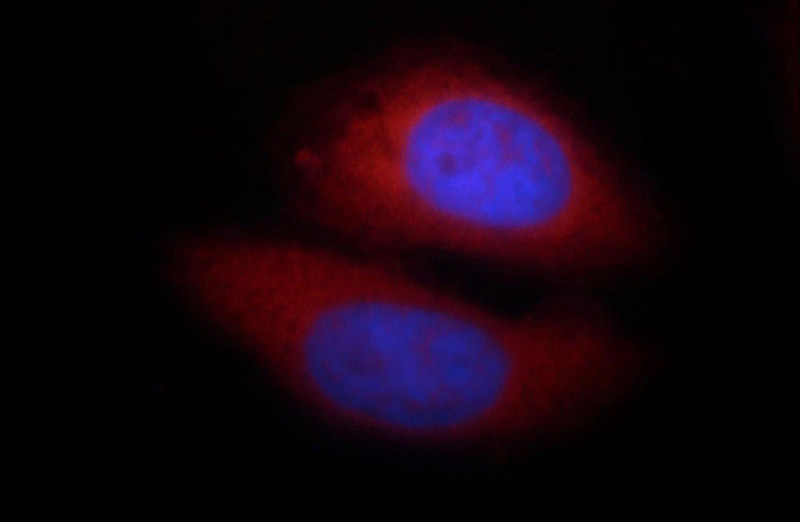 Immunofluorescent analysis of HepG2 cells, using SHC1 antibody Catalog No:115265 at 1:25 dilution and Rhodamine-labeled goat anti-rabbit IgG (red). Blue pseudocolor = DAPI (fluorescent DNA dye).