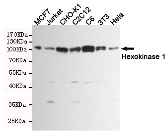 Western blot detection of Hexokinase 1 in MCF7,Jurkat,CHO-K1,C2C12,C6,3T3 and Hela cell lysates using Hexokinase 1 mouse mAb (1:1000 diluted). Predicted band size:102KDa. Observed band size:102KDa.