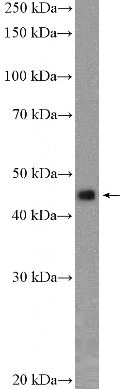 MCF-7 cells were subjected to SDS PAGE followed by western blot with Catalog No:110366(ERMAP Antibody) at dilution of 1:300