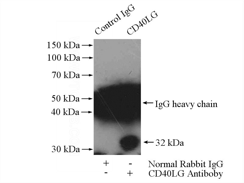 IP Result of anti-CD40L; CD154 (IP:Catalog No:109057, 4ug; Detection:Catalog No:109057 1:1000) with Jurkat cells lysate 3200ug.