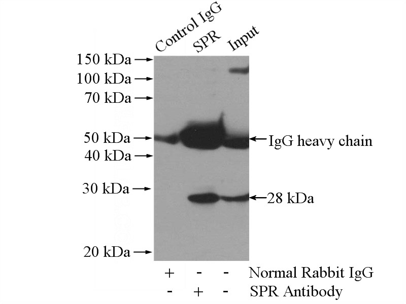 IP Result of anti-SPR (IP:Catalog No:115641, 4ug; Detection:Catalog No:115641 1:500) with mouse liver tissue lysate 4000ug.