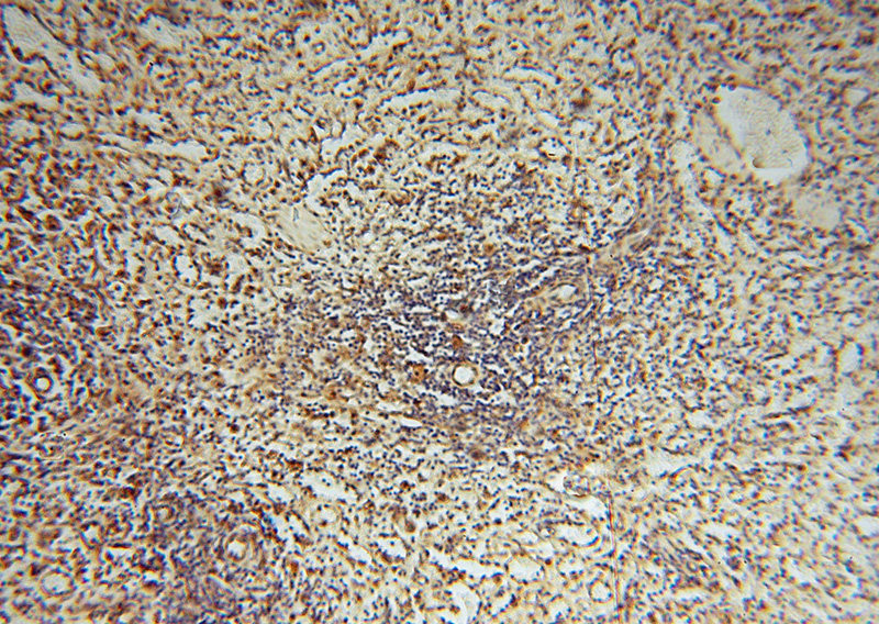 Immunohistochemical of paraffin-embedded human spleen using Catalog No:113407(NUCB1 antibody) at dilution of 1:100 (under 10x lens)
