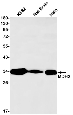 Western blot detection of MDH2 in K562,Rat Brain,Hela cell lysates using MDH2 Rabbit pAb(1:1000 diluted).Predicted band size:36kDa.Observed band size:36kDa.
