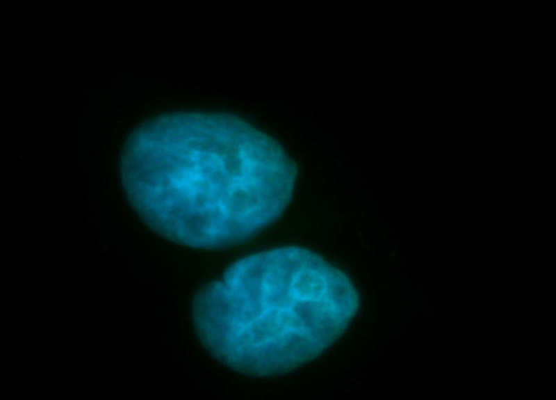 Immunofluorescent analysis of HepG2 cells, using RBMS1 antibody Catalog No:114555 at 1:100 dilution and FITC-labeled donkey anti-rabbit IgG(green). Blue pseudocolor = DAPI (fluorescent DNA dye).