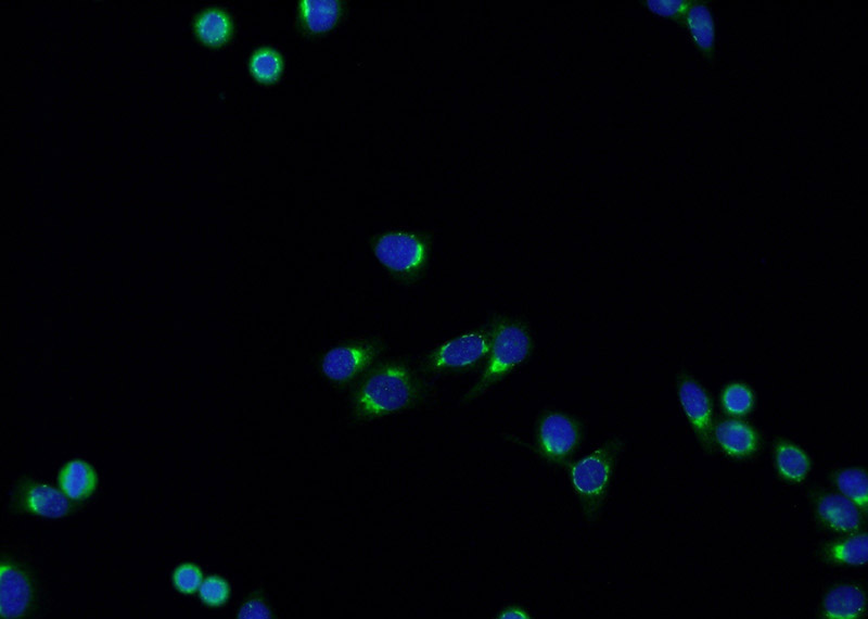 Immunofluorescent analysis of HepG2 cells using Catalog No:110358(ERGIC3 Antibody) at dilution of 1:50 and Alexa Fluor 488-congugated AffiniPure Goat Anti-Rabbit IgG(H+L)