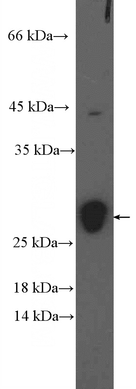 mouse heart tissue were subjected to SDS PAGE followed by western blot with Catalog No:112283(LMO2 Antibody) at dilution of 1:300