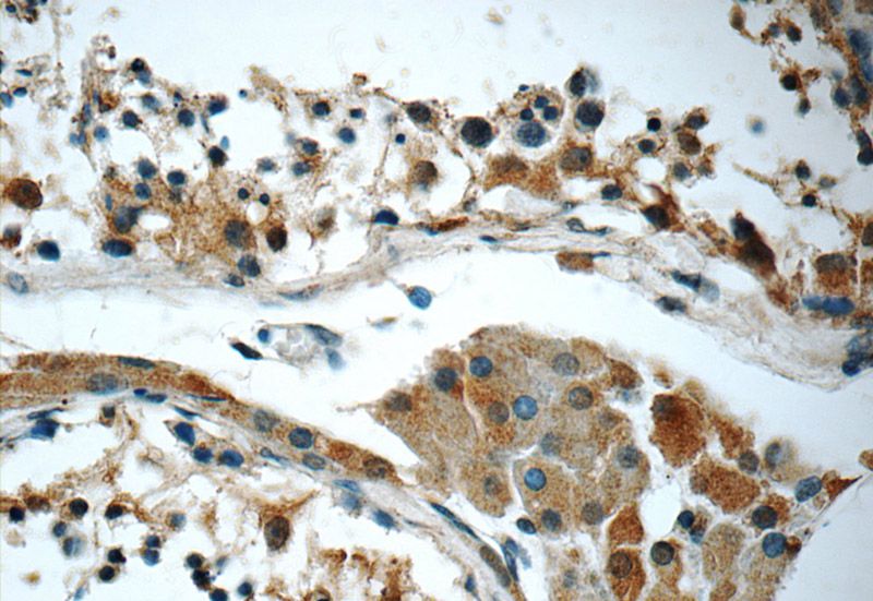 Immunohistochemistry of paraffin-embedded human testis tissue slide using Catalog No:107860(ALLC Antibody) at dilution of 1:50 (under 40x lens)