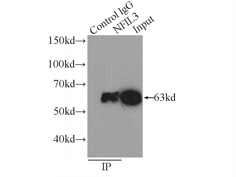 IP Result of anti-NFIL3 (IP:Catalog No:113152, 4ug; Detection:Catalog No:113152 1:1000) with HeLa cells lysate 1600ug.