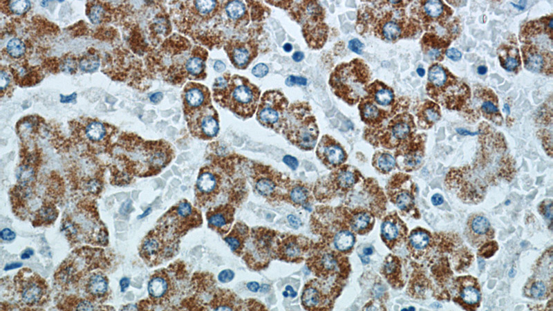 Immunohistochemical of paraffin-embedded human liver using Catalog No:107648(TST antibody) at dilution of 1:50 (under 40x lens)