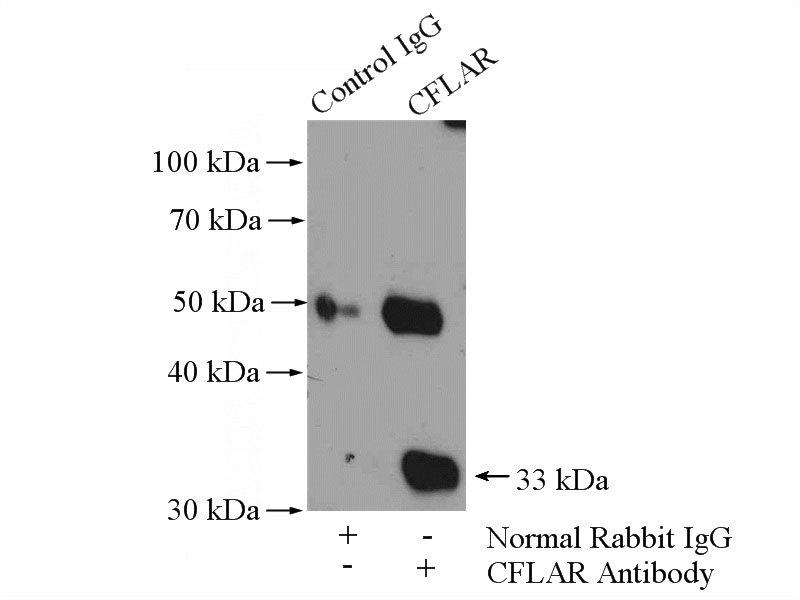 IP Result of anti-CFLAR (IP:Catalog No:109199, 4ug; Detection:Catalog No:109199 1:500) with Jurkat cells lysate 4000ug.