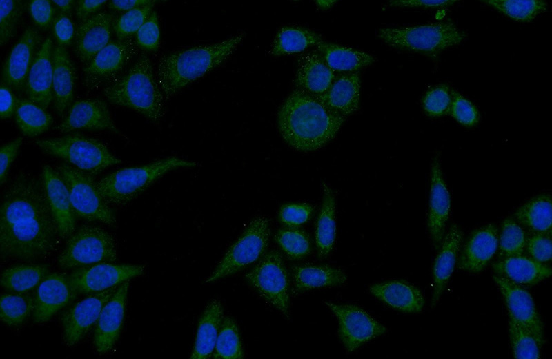 Immunofluorescent analysis of HeLa cells using Catalog No:114398(PSMD2 Antibody) at dilution of 1:50 and Alexa Fluor 488-congugated AffiniPure Goat Anti-Rabbit IgG(H+L)