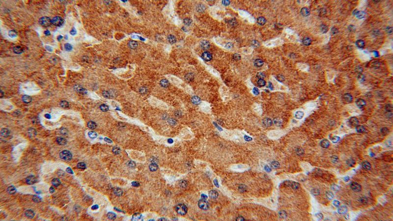 Immunohistochemical of paraffin-embedded human liver using Catalog No:109692(CYP2C8 antibody) at dilution of 1:50 (under 40x lens)
