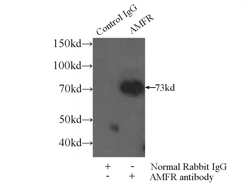 IP Result of anti-AMFR (IP:Catalog No:107990, 3ug; Detection:Catalog No:107990 1:800) with HepG2 cells lysate 2400ug.