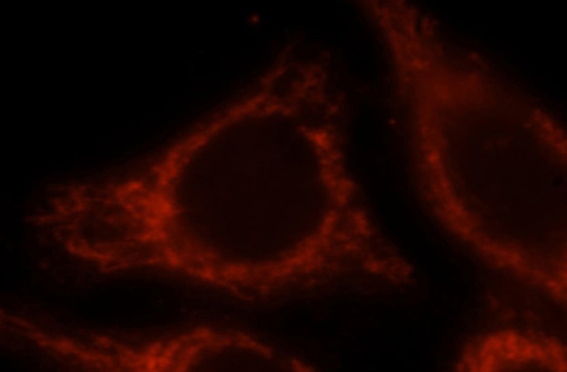 Immunofluorescent analysis of HepG2 cells, using ocIAD1 antibody Catalog No:113467 at 1:25 dilution and Rhodamine-labeled goat anti-rabbit IgG (red).
