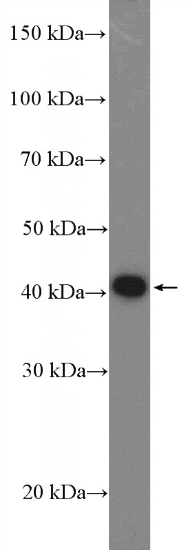 MCF-7 cells were subjected to SDS PAGE followed by western blot with Catalog No:114167(PRAS40 Antibody) at dilution of 1:1000