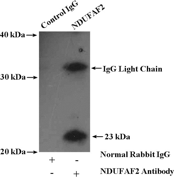 IP Result of anti-NDUFAF2 (IP:Catalog No:113067, 4ug; Detection:Catalog No:113067 1:500) with SH-SY5Y cells lysate 1600ug.