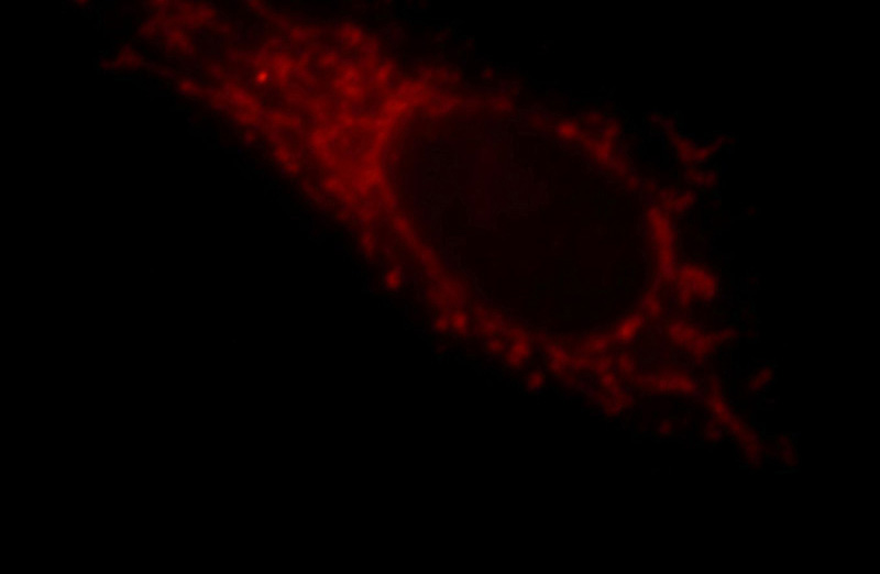 Immunofluorescent analysis of HepG2 cells, using LZTS1 antibody Catalog No:112420 at 1:25 dilution and Rhodamine-labeled goat anti-rabbit IgG (red).