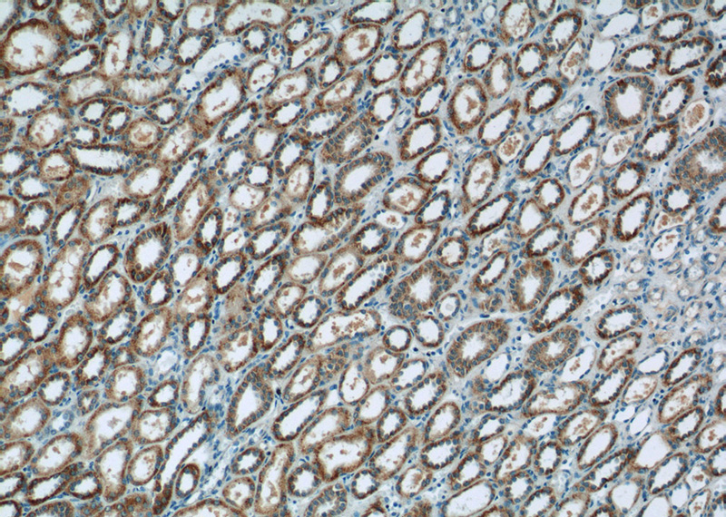 Immunohistochemistry of paraffin-embedded human kidney tissue slide using Catalog No:108970(CCDC27 Antibody) at dilution of 1:50 (under 10x lens)