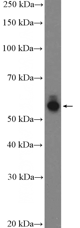 SH-SY5Y cells were subjected to SDS PAGE followed by western blot with Catalog No:114344(PVRL1 Antibody) at dilution of 1:600