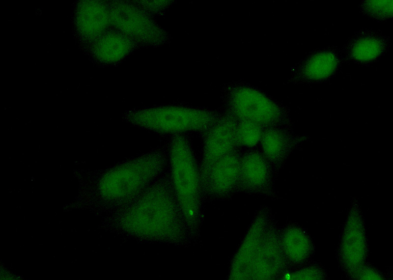 Immunofluorescent analysis of (10% Formaldehyde) fixed HeLa cells using Catalog No:111501(HNRNPA2B1 Antibody) at dilution of 1:50 and Alexa Fluor 488-congugated AffiniPure Goat Anti-Rabbit IgG(H+L)