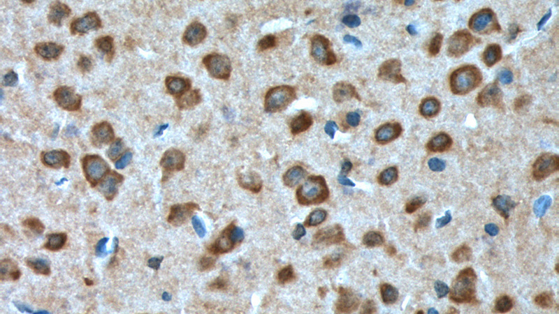 Immunohistochemistry of paraffin-embedded mouse brain tissue slide using Catalog No:111122(GPR19 Antibody) at dilution of 1:100 (under 40x lens).