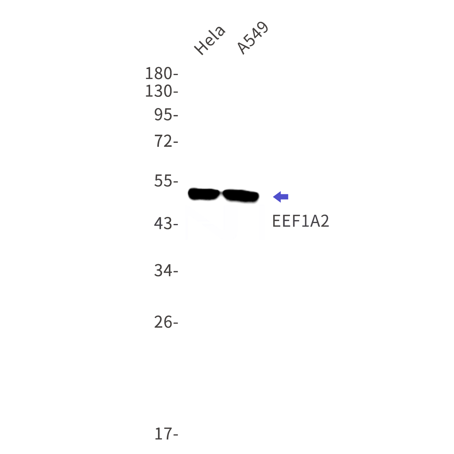 Western blot detection of EEF1A2 in Hela,A549 cell lysates using EEF1A2 Rabbit mAb(1:1000 diluted).Predicted band size:51kDa.Observed band size:51kDa.