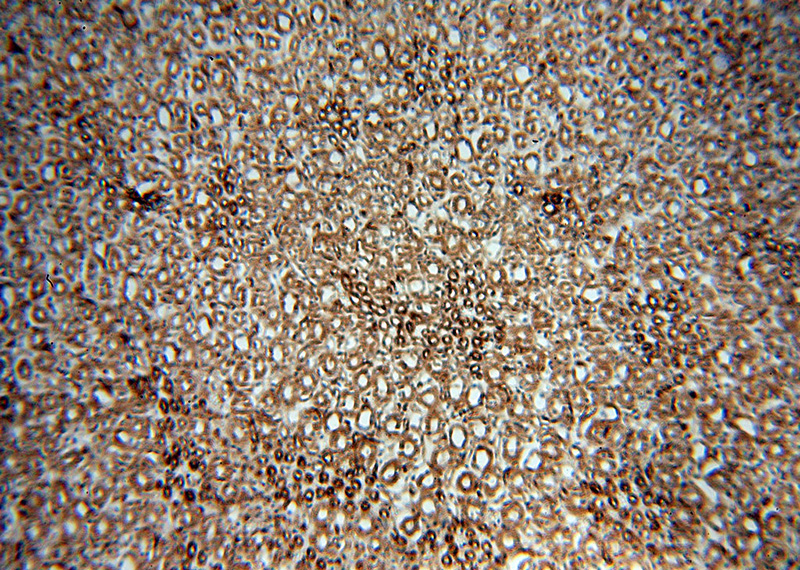 Immunohistochemical of paraffin-embedded human kidney using Catalog No:113259(nNOS antibody) at dilution of 1:100 (under 10x lens)