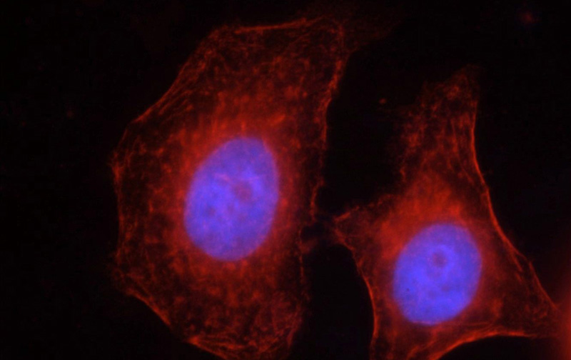 Immunofluorescent analysis of HepG2 cells, using SEPT2 antibody 113971-AP at 1:50 dilution and Rhodamine-labeled goat anti-rabbit IgG (red). Blue pseudocolor = DAPI (fluorescent DNA dye).