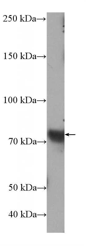 HEK293 cells were subjected to SDS PAGE followed by western blot with Catalog No:115366 (SLC34A2 Antibody) at dilution of 1:500