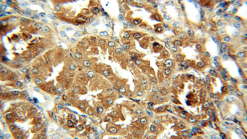 Immunohistochemical of paraffin-embedded human kidney using Catalog No:109573(DPYSL3 antibody) at dilution of 1:100 (under 40x lens)