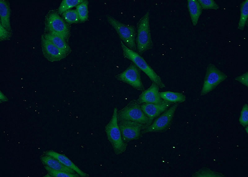 Immunofluorescent analysis of HepG2 cells using Catalog No:113728(PEX16 Antibody) at dilution of 1:50 and Alexa Fluor 488-congugated AffiniPure Goat Anti-Rabbit IgG(H+L)