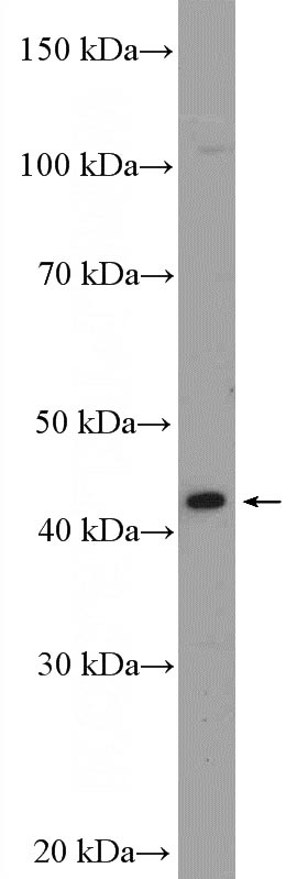 HepG2 cells were subjected to SDS PAGE followed by western blot with Catalog No:110883(GATA5 Antibody) at dilution of 1:300