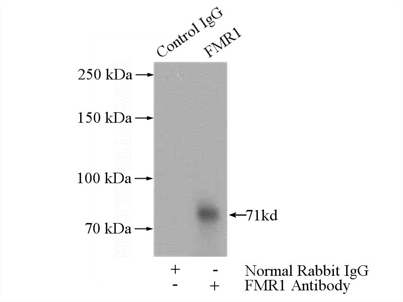 IP Result of anti-FMR1 (IP:Catalog No:110732, 4ug; Detection:Catalog No:110732 1:1000) with HeLa cells lysate 2800ug.