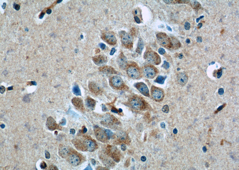 Immunohistochemistry of paraffin-embedded mouse brain tissue slide using Catalog No:116504(TWSG1 Antibody) at dilution of 1:50 (under 40x lens)