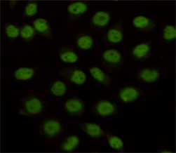 Immunocytochemistry staining of HeLa cells fixed with 4% Paraformaldehyde and using anti-KDM1/LSD1 mouse mAb (dilution 1:100).