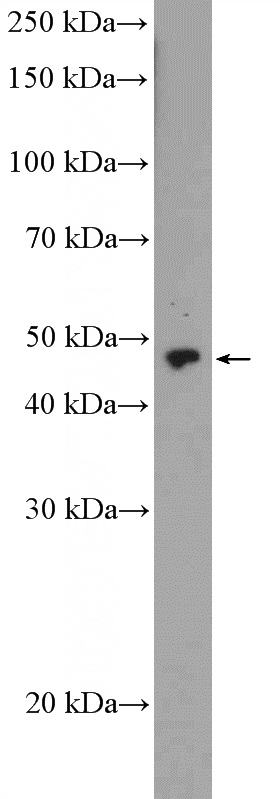 PC-3 cells were subjected to SDS PAGE followed by western blot with Catalog No:116962(ZNF232 Antibody) at dilution of 1:300