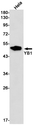 Western blot detection of YB1 in Hela cell lysates using YB1 Rabbit pAb(1:1000 diluted).Predicted band size:36kDa.Observed band size:49kDa.