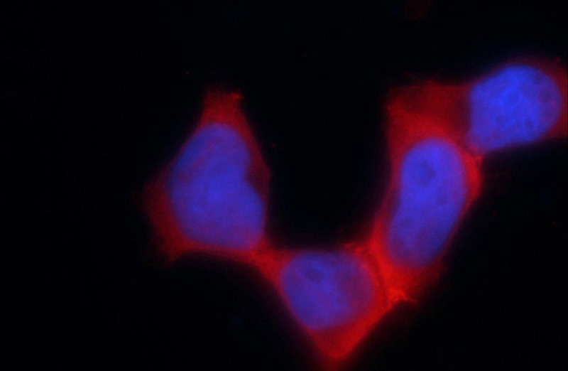 Immunofluorescent analysis of HEK-293 cells using Catalog No:114390(PSMC3 Antibody) at dilution of 1:25 and Rhodamine-Goat anti-Rabbit IgG